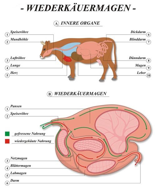 Verdauungssystem-Kuh